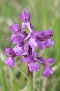 Orchis bouffon