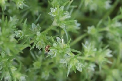 Gnavelle annuelle