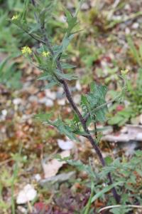 Herbe aux chantres