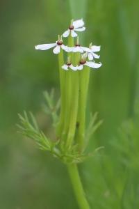 Scandix Peigne-de-Vénus