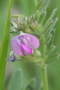 Vesce cultivée