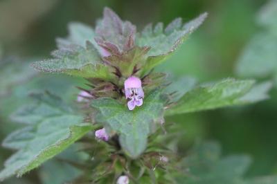 Lamium hybridum
