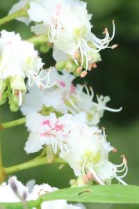 Aesculus hippocastanum