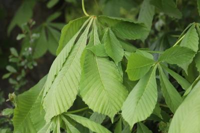 Aesculus hippocastanum