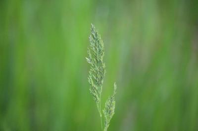Poa trivialis