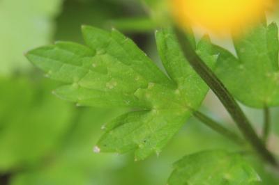 Bouton d'or