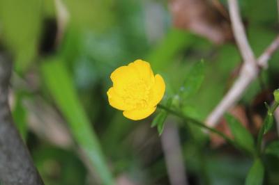 Bouton d'or