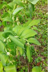 <i>Polygonatum multiflorum</i>