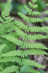 <i>Thelypteris palustris</i>