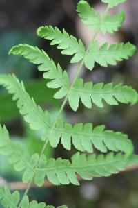<i>Thelypteris palustris</i>