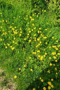 <i>Ranunculus acris</i>