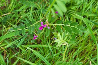 <i>Vicia sativa</i>