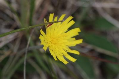 <i>Pilosella officinarum</i>