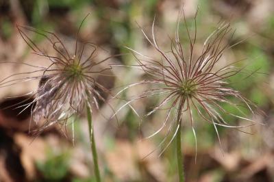 <i>Pulsatilla vulgaris</i>
