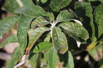 <i>Buddleja davidii</i>