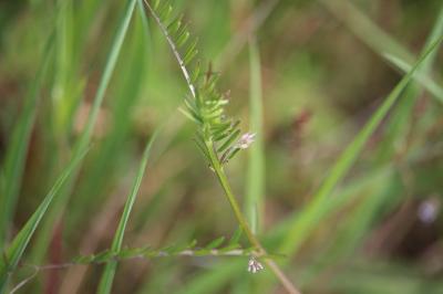 <i>Ervilia hirsuta</i>