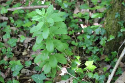 <i>Hylotelephium telephium</i>