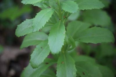 <i>Hylotelephium telephium</i>