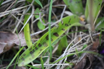Orchis mâle