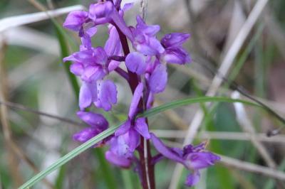 Orchis mâle