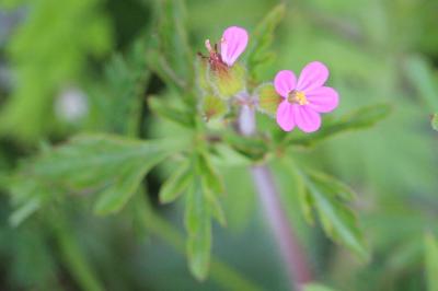 Géranium pourpre
