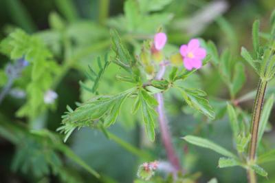 Géranium pourpre