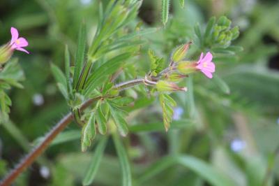 Geranium purpureum