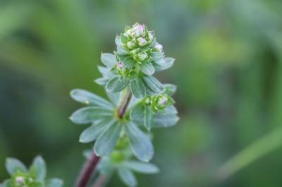 <i>Galium album/mollugo</i>