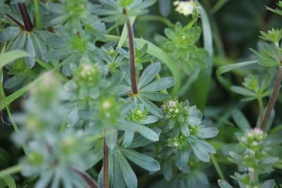 <i>Galium album/mollugo</i>