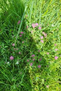 <i>Trifolium pratense</i>