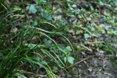 <i>Carex sylvatica</i>