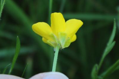 <i>Ranunculus bulbosus</i>