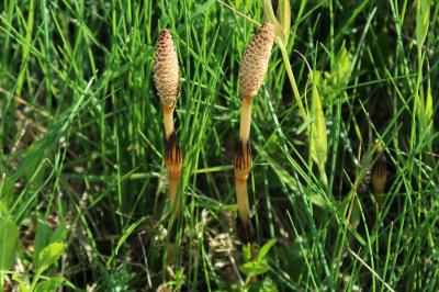 <i>Equisetum arvense</i>