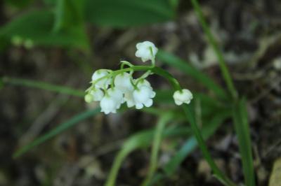 <i>Convallaria majalis</i>
