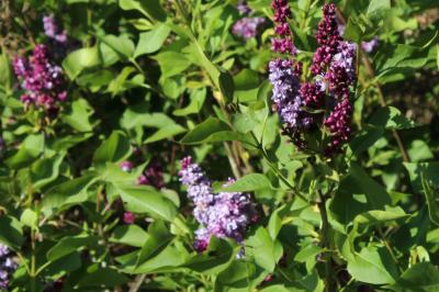 <i>Syringa vulgaris</i>