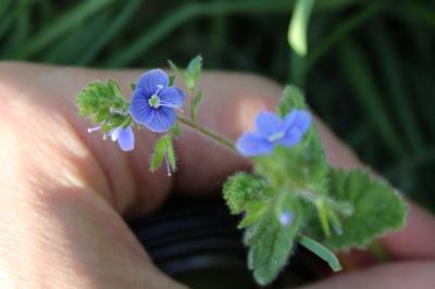 <i>Veronica chamaedrys</i>