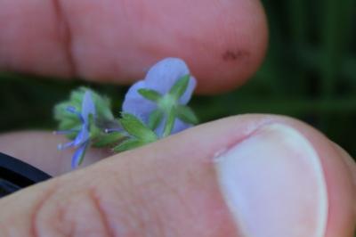<i>Veronica chamaedrys</i>