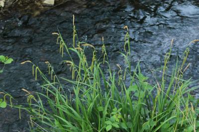 <i>Carex pendula</i>