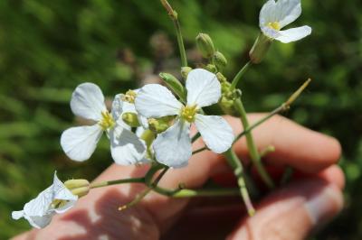 <i>Raphanus raphanistrum</i>