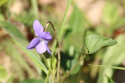 Violette de Rivinus