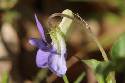 Violette de Rivinus