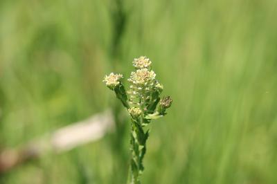 <i>Lepidium campestre</i>