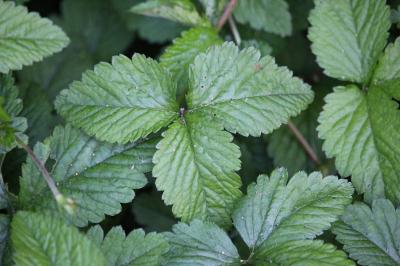 <i>Potentilla indica</i>