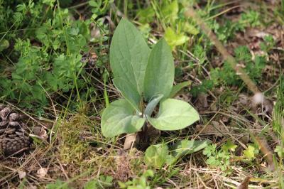 <i>Cynoglossum officinale</i>