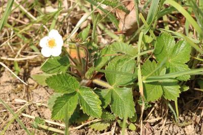 <i>Fragaria vesca</i>
