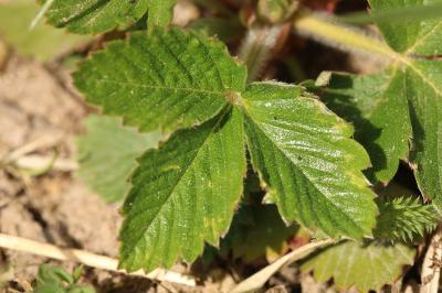 <i>Fragaria vesca</i>