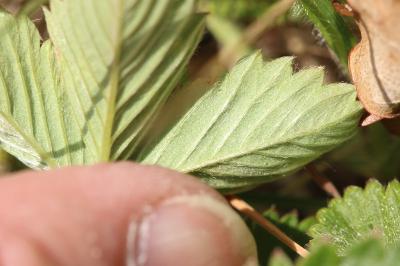 <i>Fragaria vesca</i>