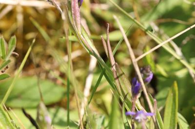<i>Polygala vulgaris</i>