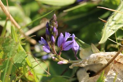 <i>Polygala vulgaris</i>