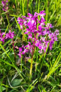 <i>Orchis mascula</i>